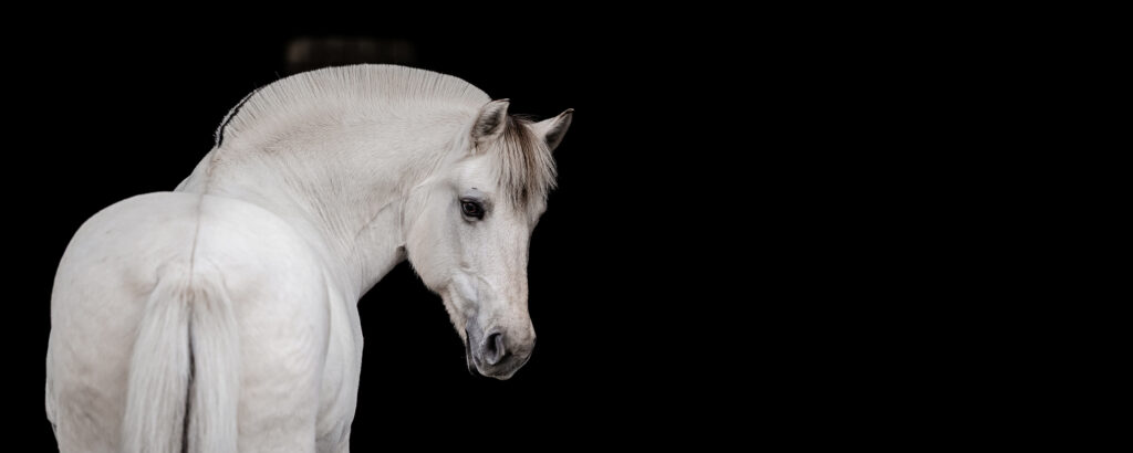 Hestefotografering af fotograf Connie Westergaard