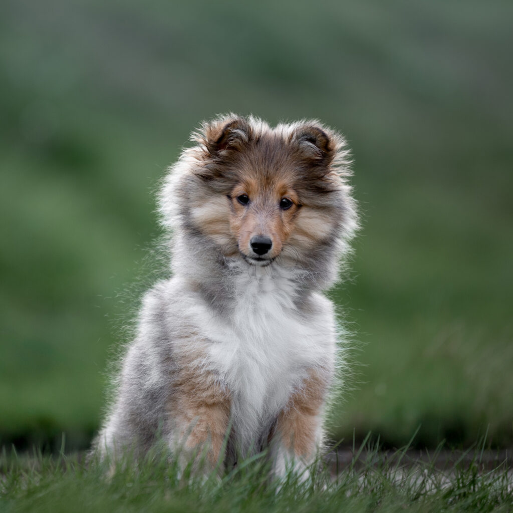Hundefotografering af fotograf Connie Westergaard