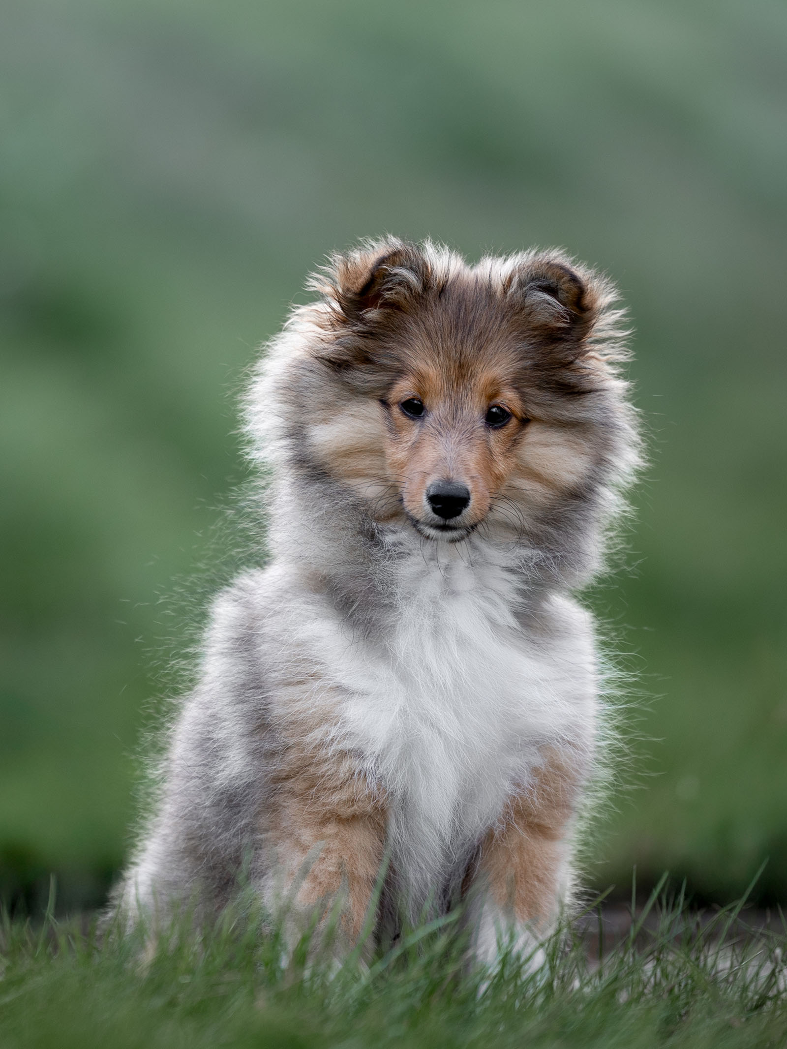 Hundefotografering af fotograf Connie Westergaard