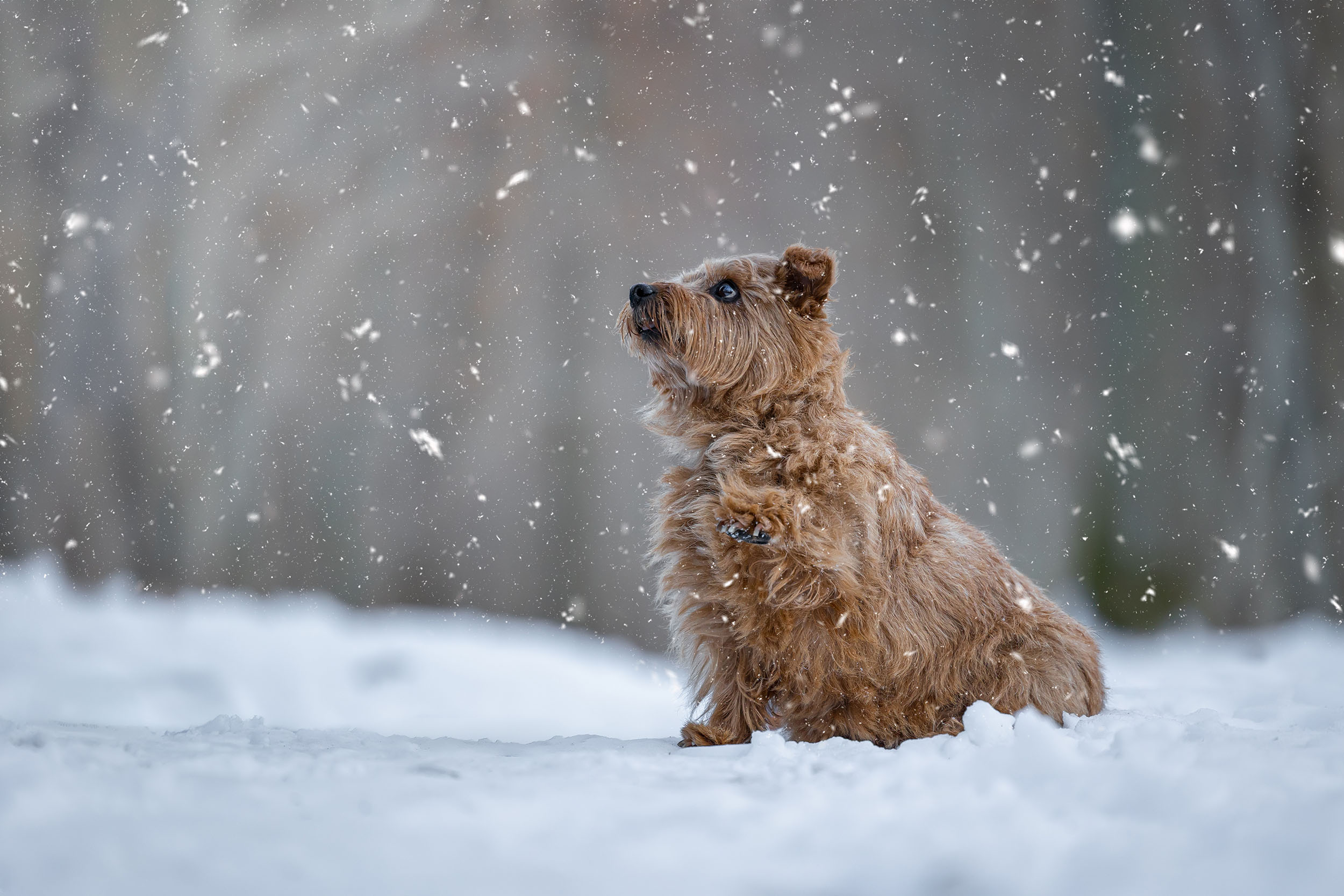 Hundefotografering af fotograf Connie Westergaard