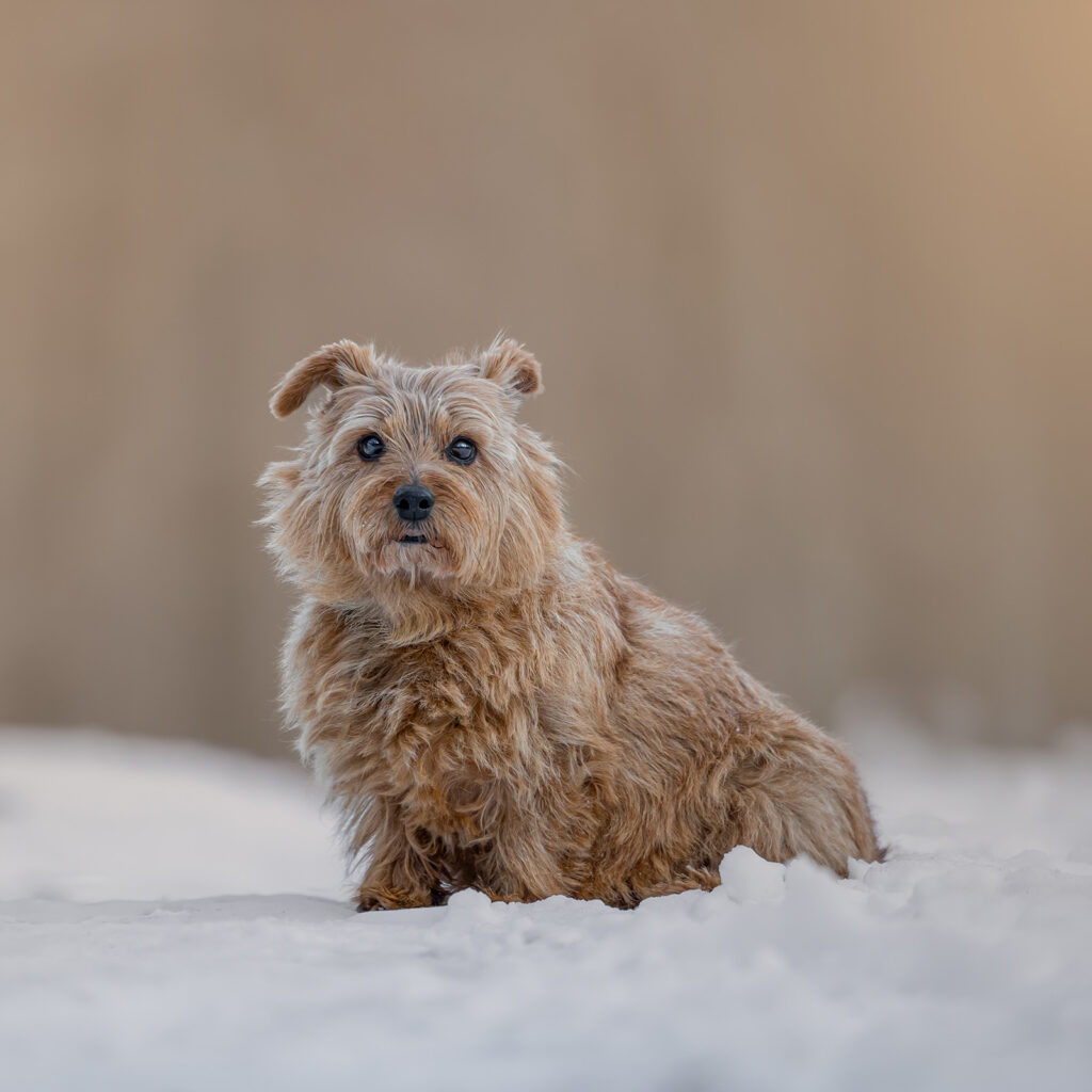 Hundefotografering af fotograf Connie Westergaard