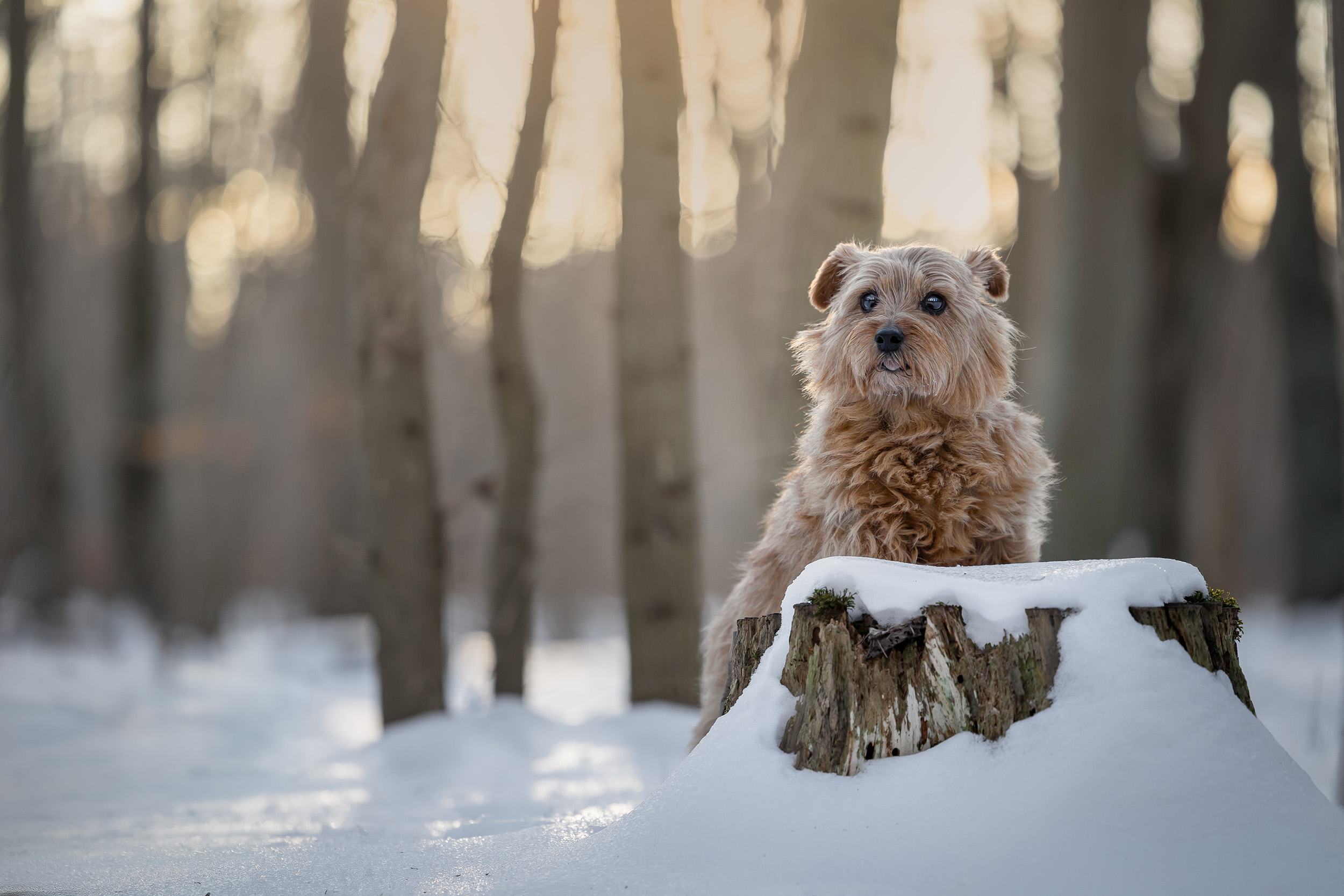 Hundefotografering af fotograf Connie Westergaard