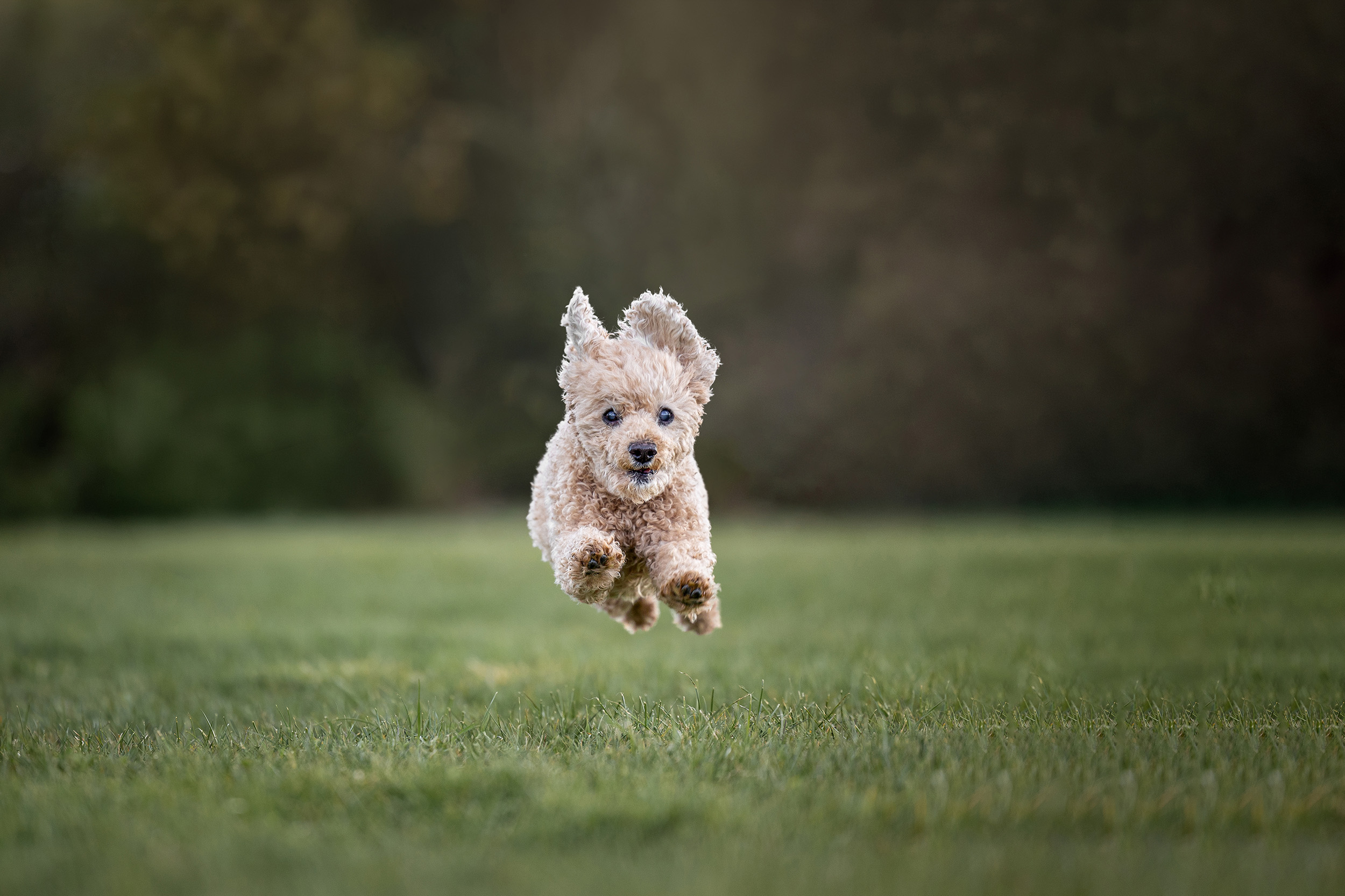 Hundefotografering af fotograf Connie Westergaard