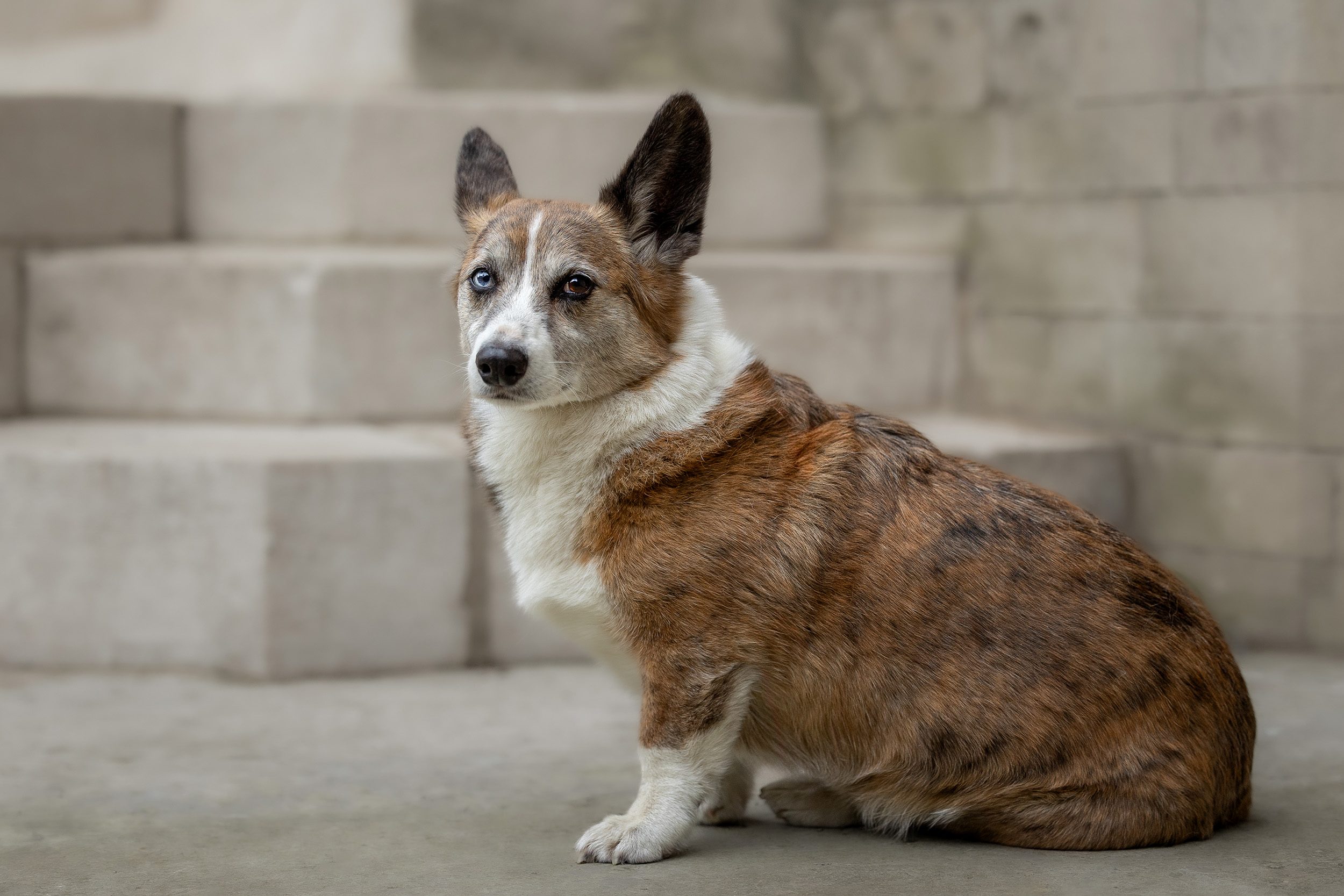 Hundefotografering af fotograf Connie Westergaard