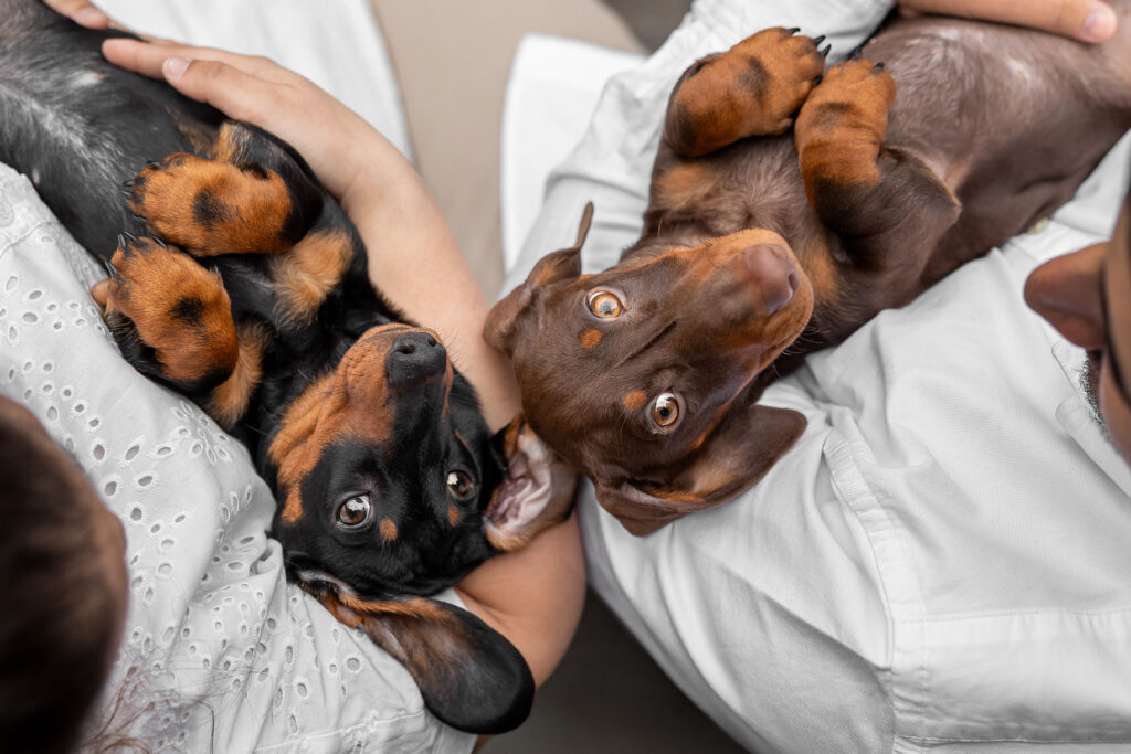 Hundefotografering af fotograf Connie Westergaard
