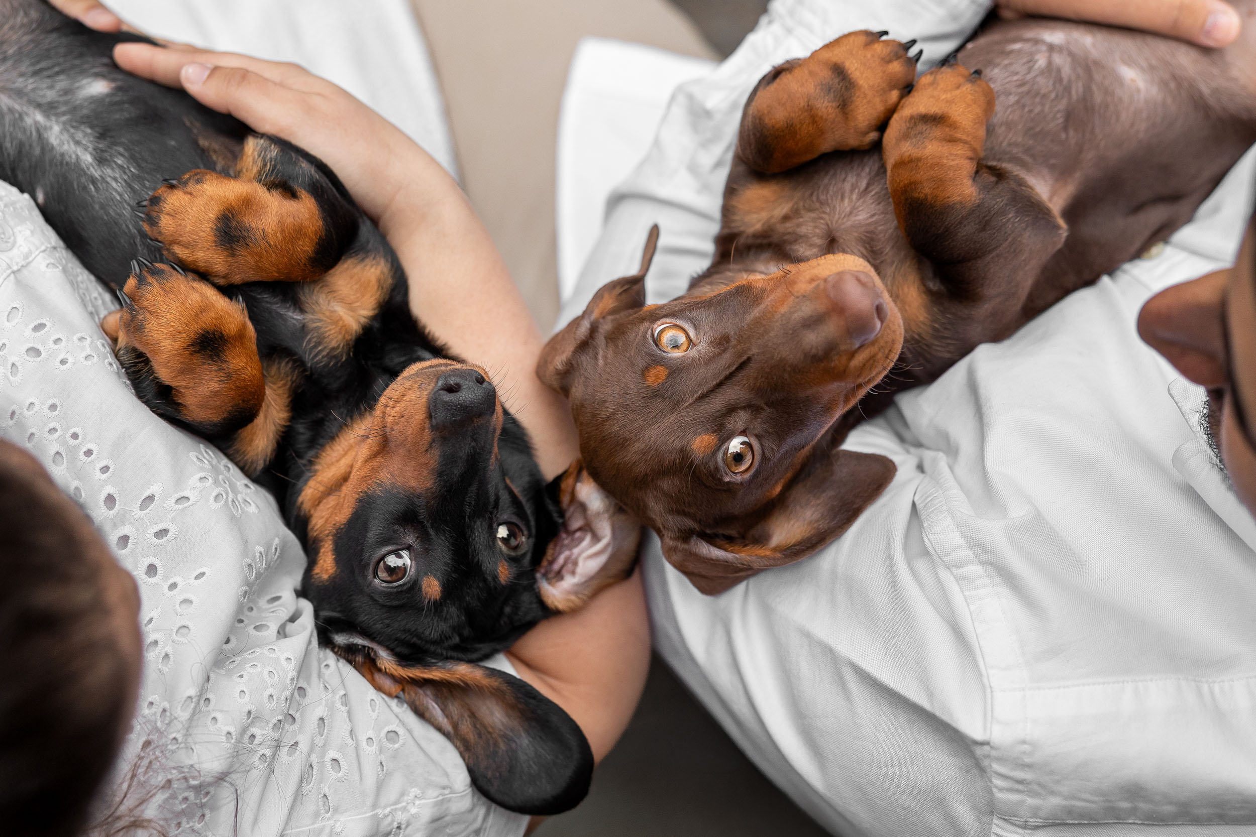 Hundefotografering af fotograf Connie Westergaard