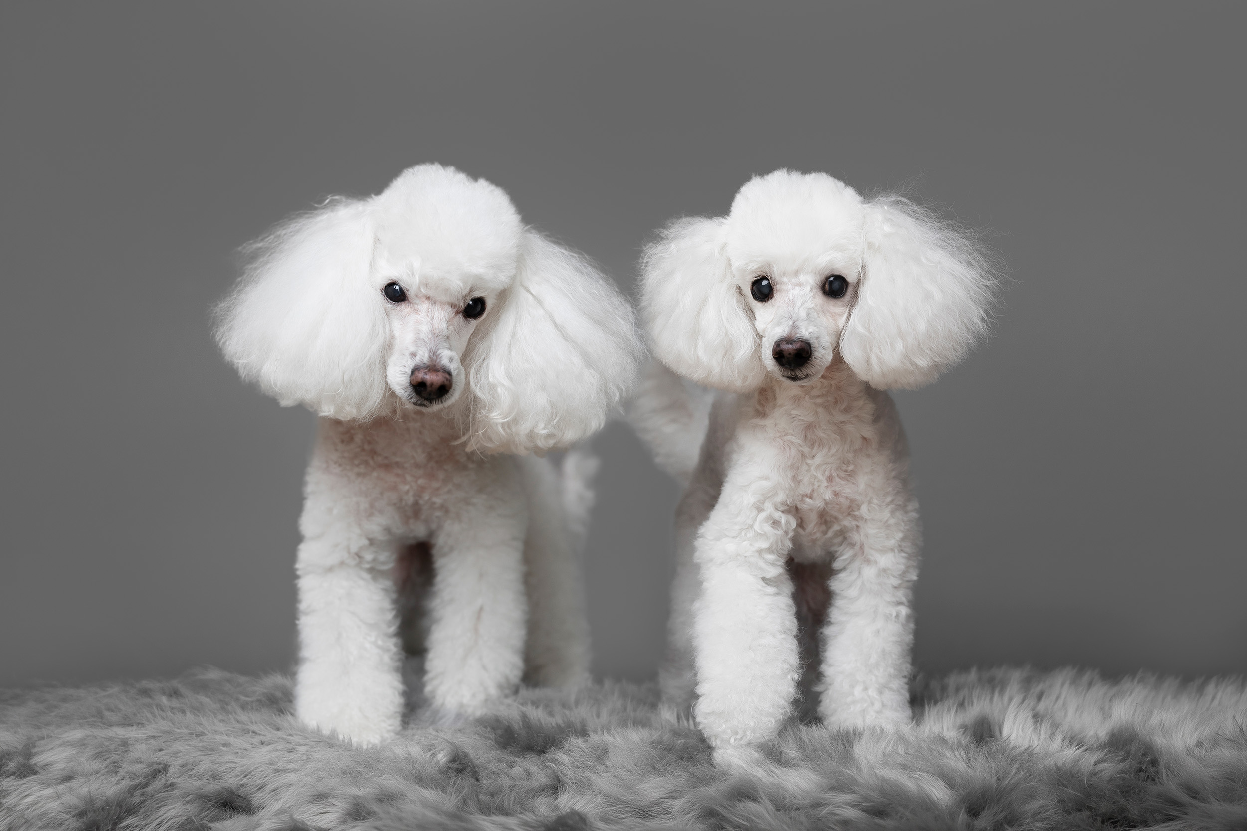 Hundefotografering af fotograf Connie Westergaard