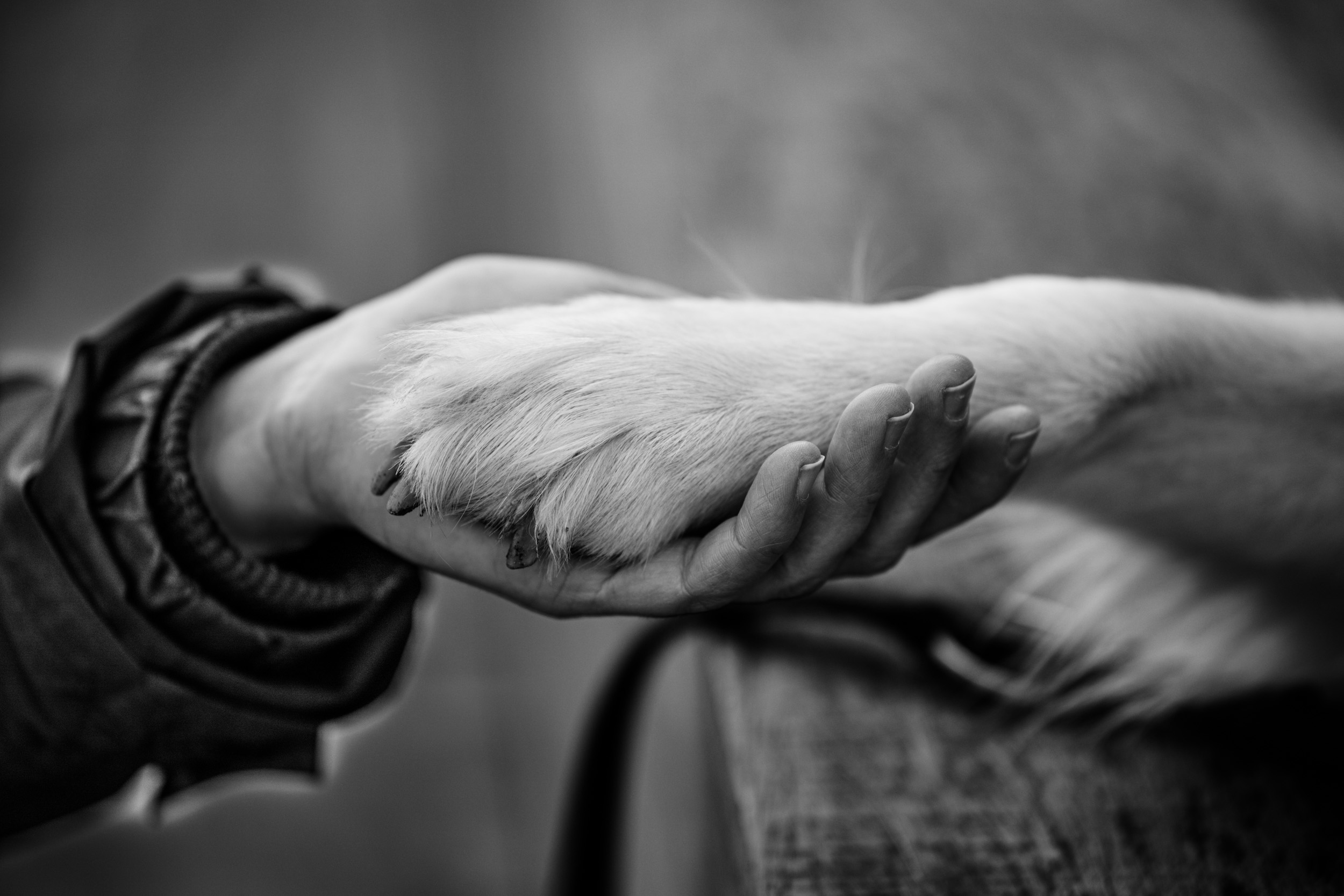 Hundefotografering med ejer af fotograf Connie Westergaard